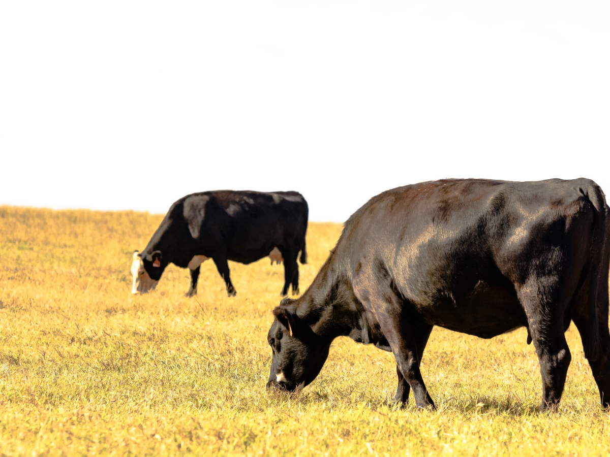 What Is The Best Grass For Cattle Grazing In Texas?