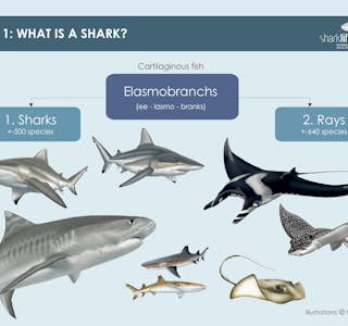 Why Sharks Don't Eat People's gallery image