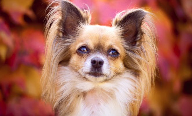 Papillon pup staring at the camera. 