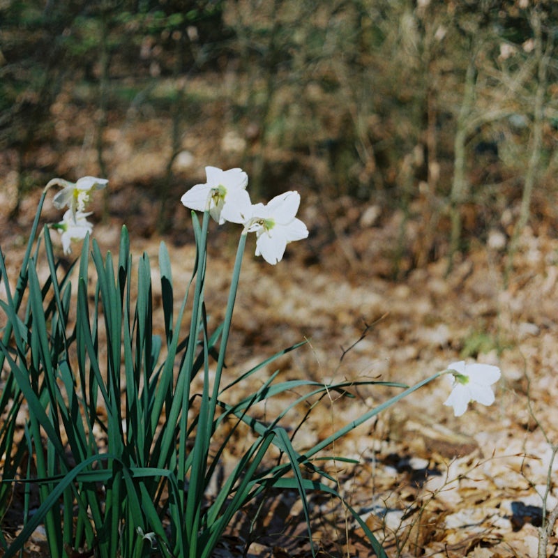 sounds of spring w/ felbm