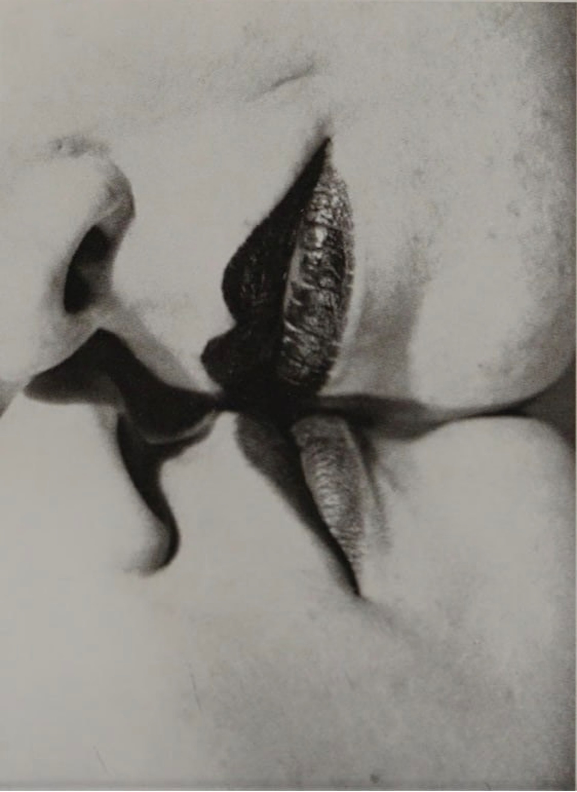 Si Fa No Fa: Sportello