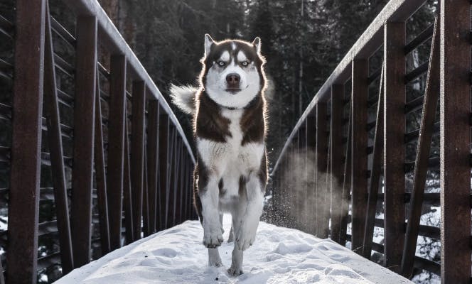 Siberian Husky running through a snowy bridge in a forest. 