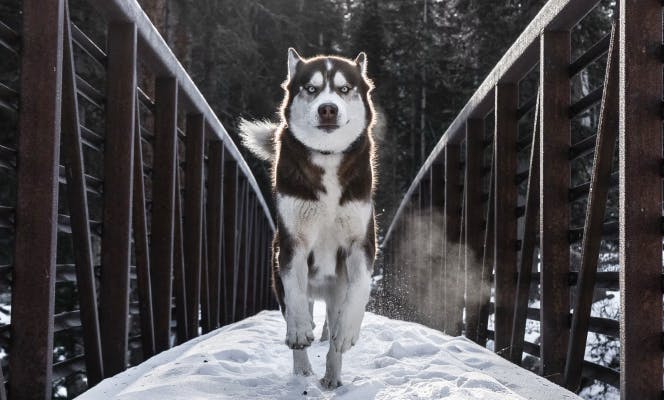 Siberian Husky running through a snowy bridge in a forest.