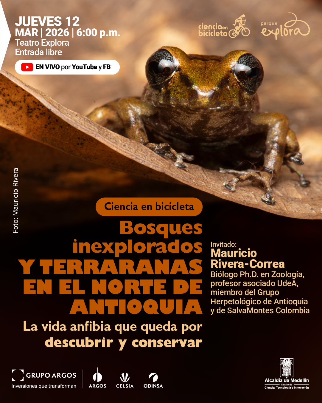 Fotografía. En primer plano se observa una rana de color marrón y dorado con ojos grandes y brillantes, apoyada sobre una hoja seca. El fondo es difuso y de tonos tierra. En la parte superior izquierda aparece el texto: «Jueves doce de marzo de dos mil veintiséis a las seis de la tarde. Teatro Explora. Entrada libre». Debajo, dentro de una franja, se lee: «En vivo por YouTube y Facebook». En la parte superior derecha aparecen elementos gráficos y el texto: «Ciencia en bicicleta». En el centro se lee: «Bosques inexplorados y terraranas en el norte de Antioquia». Debajo dice: «La vida anfibia que queda por descubrir y conservar». En la parte derecha media se lee: «Invitado: Mauricio Rivera-Correa. Biólogo, doctor en Zoología, profesor asociado UdeA, miembro del Grupo Herpetológico de Antioquia y de SalvaMontes Colombia». A la izquierda, en sentido vertical, aparece el texto: «Foto: Mauricio Rivera».