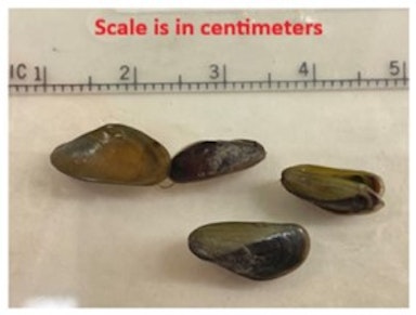 Quagga Mussel