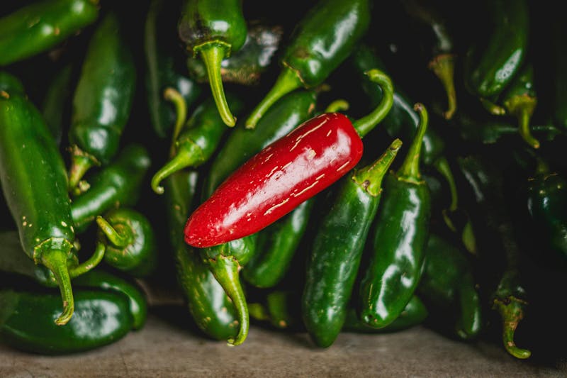 From Xalapa to the Oven: The Fascinating Story of the Jalapeño Pepper