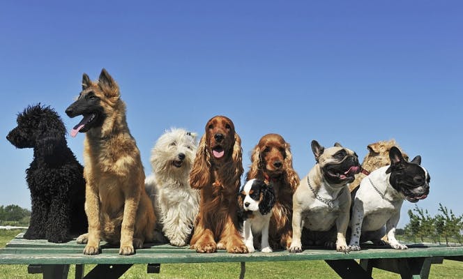 Nine dogs sitting on a bench in a park.