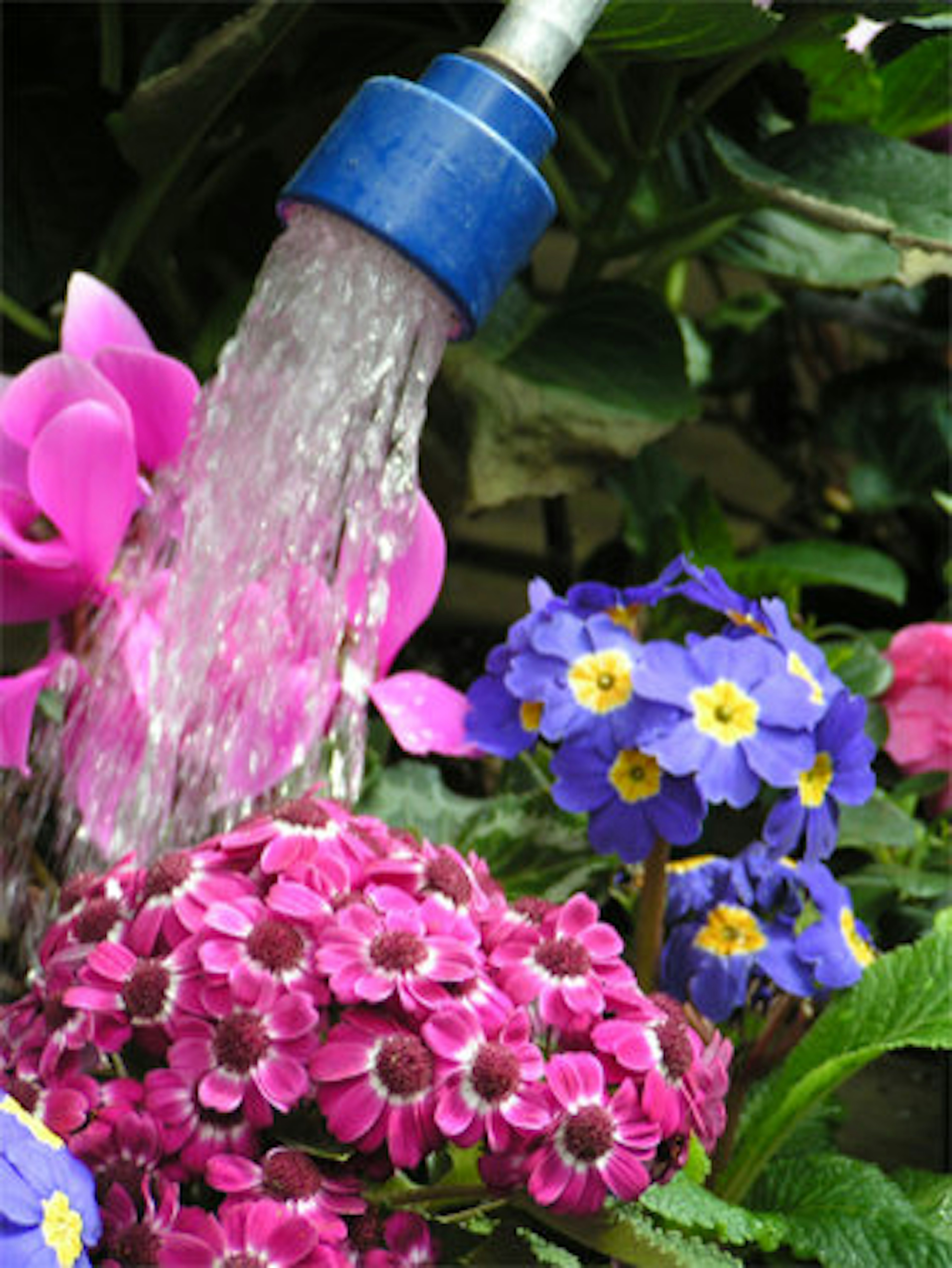 A photo of plants receiving water from a watering can