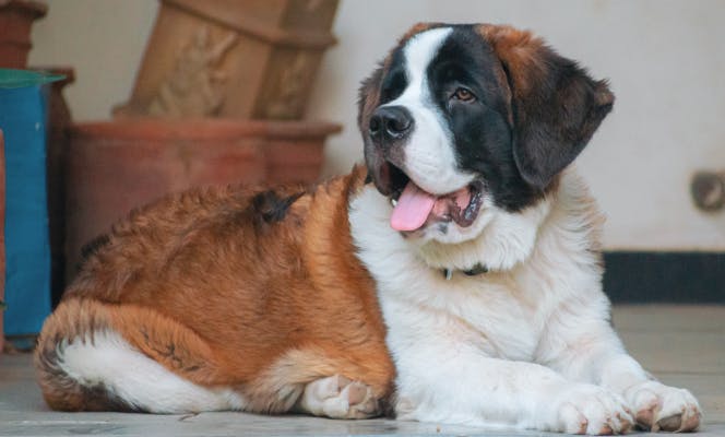 Saint Bernard dog with tongue out looking to the left.