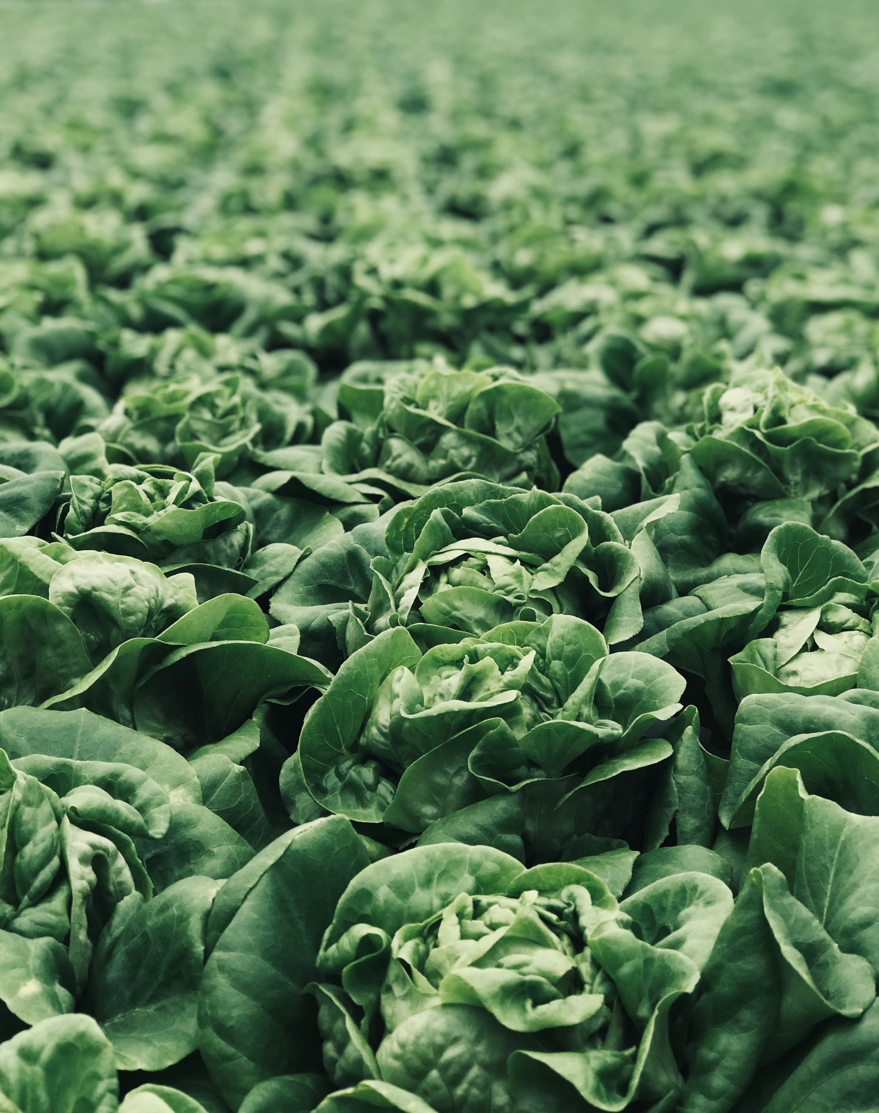 6 Forecasting Tips for the Fresh Produce Supply Chain