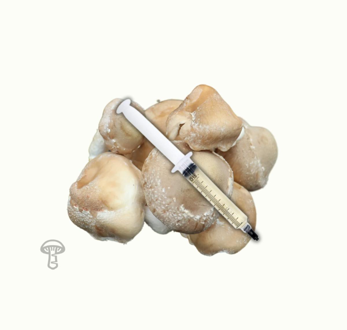 Shiitake Mushroom Liquid Culture