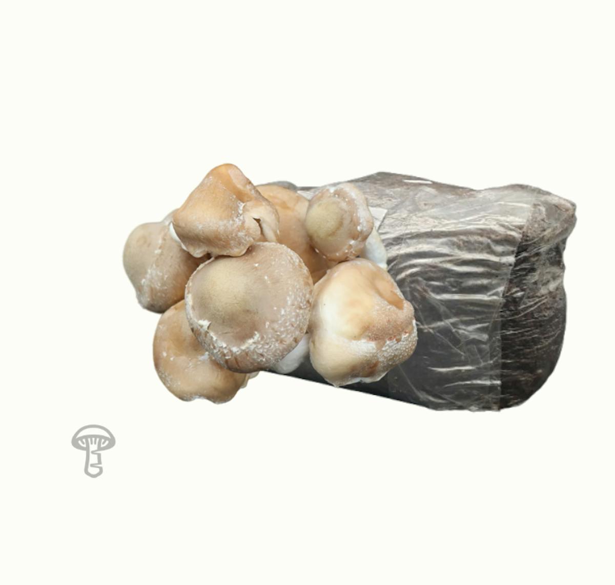 Shiitake Fruiting Block (10 lb)