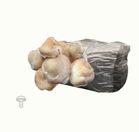 Emory Market Gardens Shiitake fruiting block