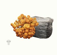 Emory Market Gardens Speckled chestnut fruiting block
