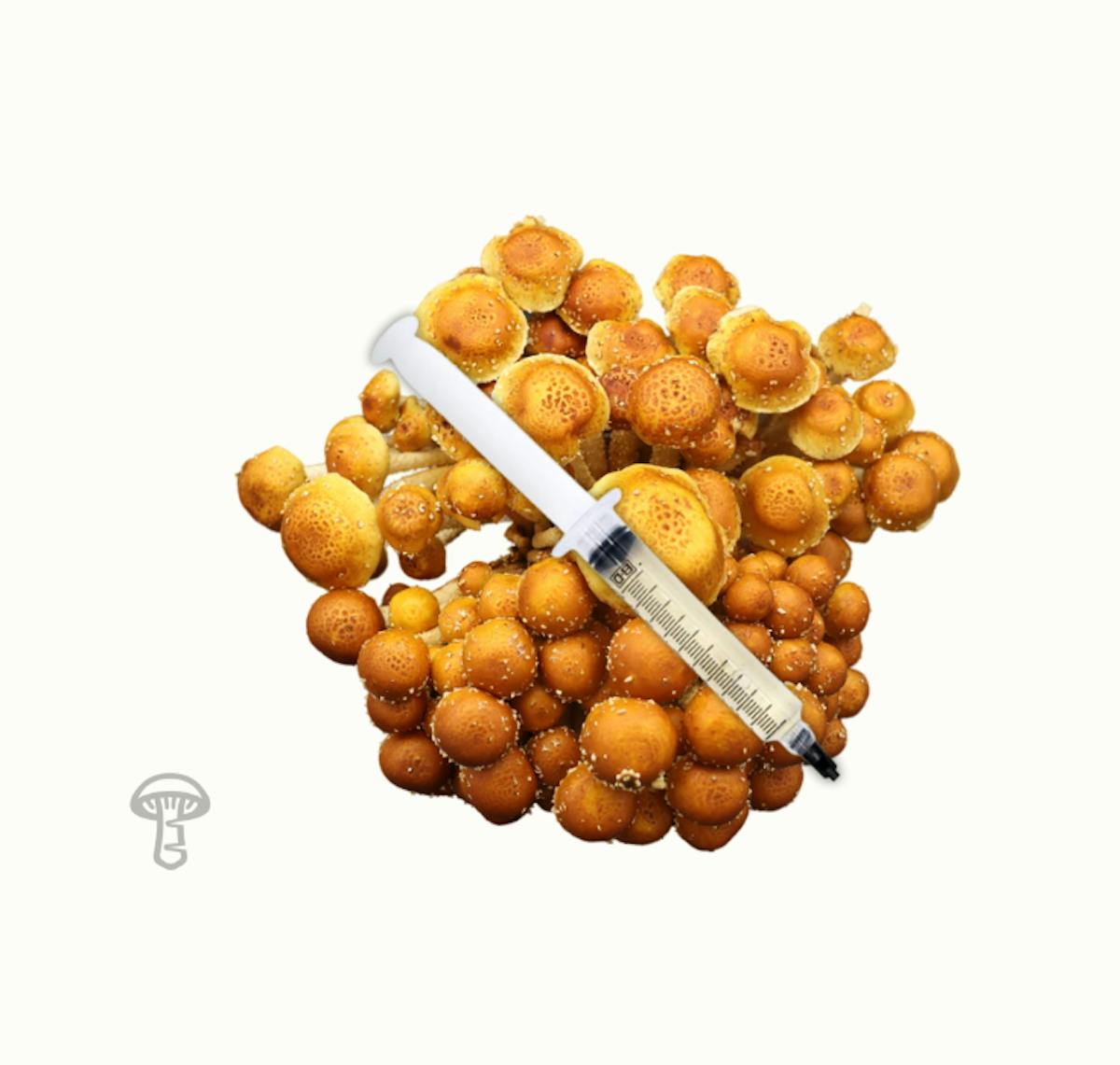 Speckled Chestnut Mushroom Liquid Culture