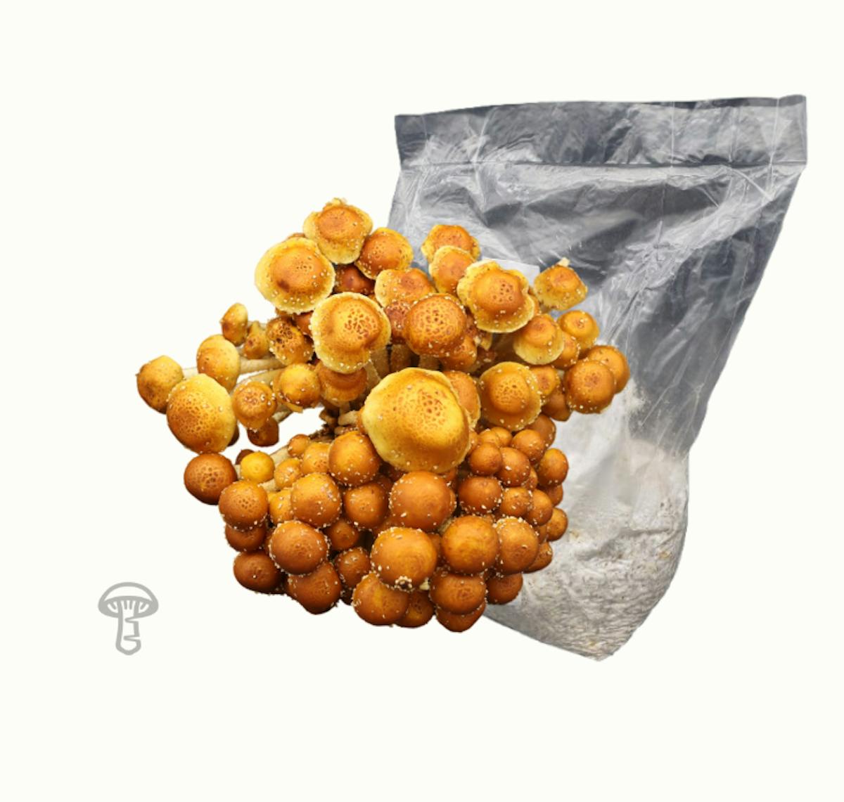 Speckled Chestnut Grain Spawn (5 lb)