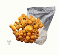 Emory Market Gardens speckled chestnut grain spawn
