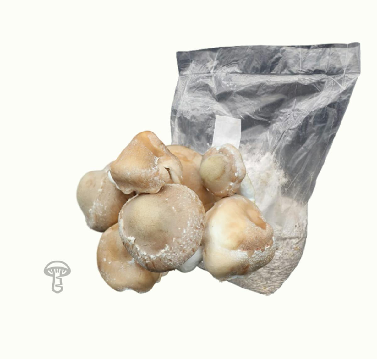 Shiitake Grain Spawn (5 lb)