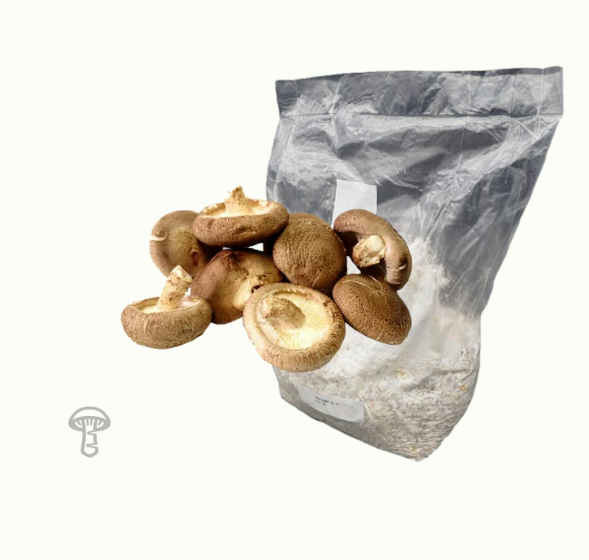 Shiitake Grain Spawn (5 lb)
