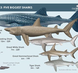 Why Sharks Don't Eat People's gallery image