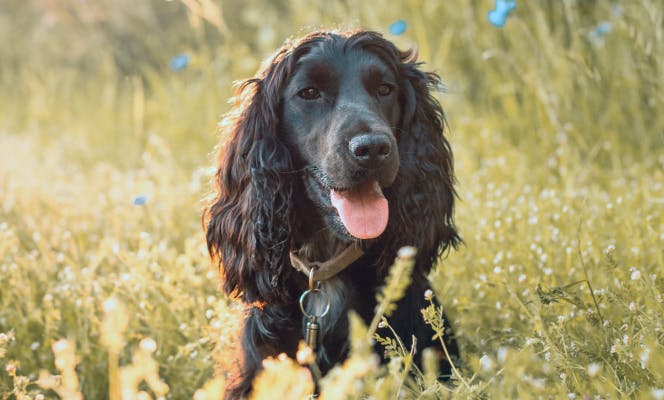 Black Cocker Spaniel in a field of flowers during sunset.