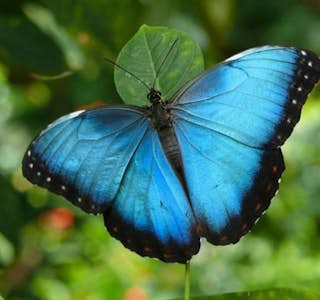 Butterfly Garden from the Cloud Forest's gallery image