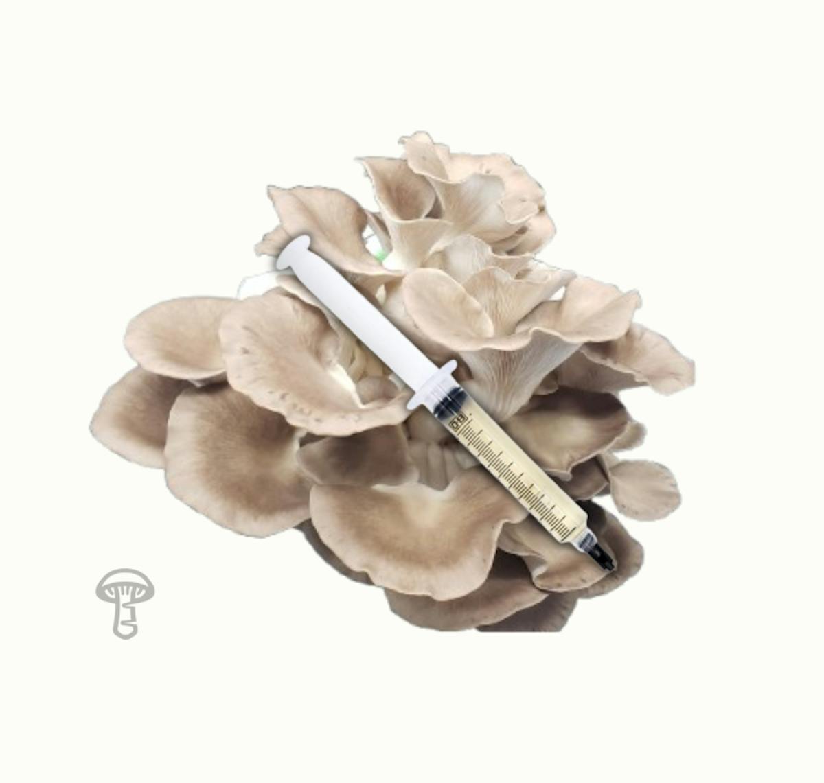 True Italian Oyster Mushroom Liquid Culture