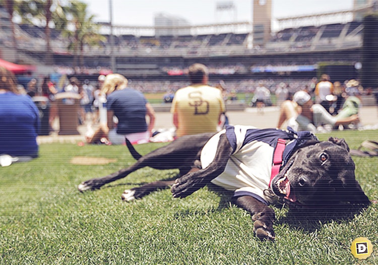 Which MLB Teams Are Best and Worst Built for the Dog Days of August?