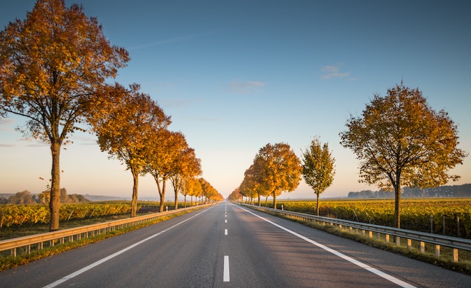 Empty country road lined on both sides with autumn-colored trees and crop fields