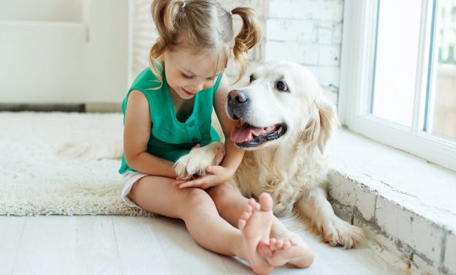 Lovely young girl playing with Golden Retriever's paw. 