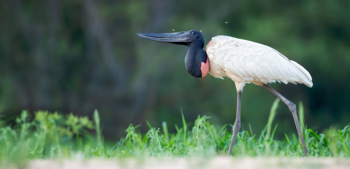 Jabiru-stork-in-Palo-Verde-National-Park-in-Costa-Rica---The-Holiday-People.png
