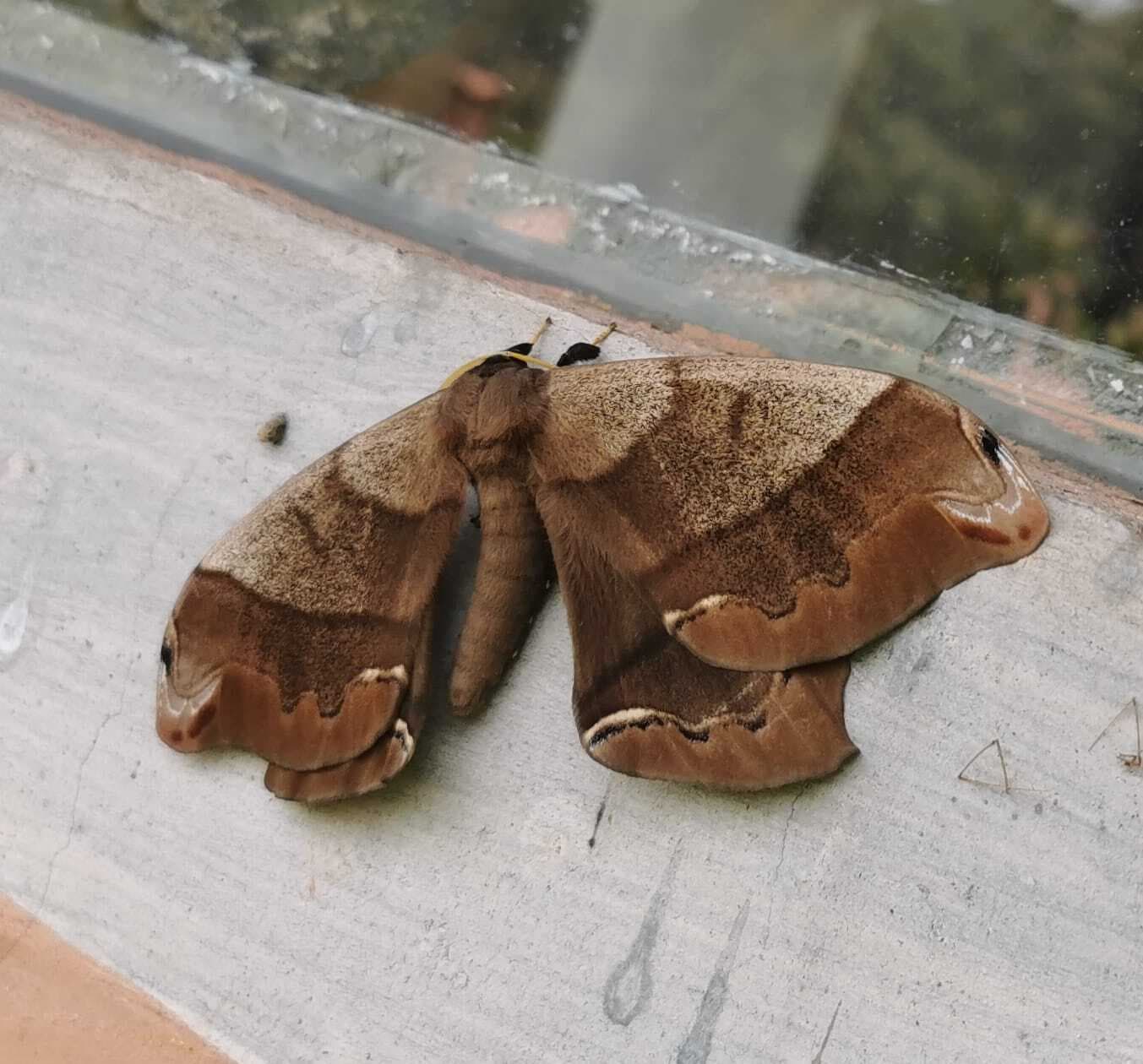 Matias Aguayo's 2031 Radio Show