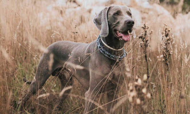 Weimaraner dog with its tongue out in the middle of a field. 