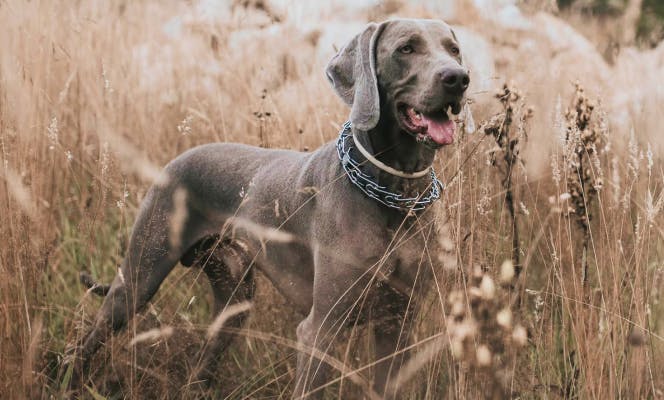 Weimaraner dog with its tongue out in the middle of a field.