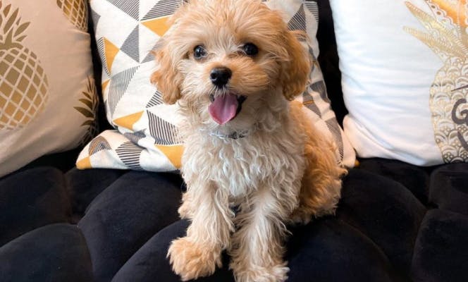 Mini Maltipoo smiling and sitting in couch surrounded by cushions.