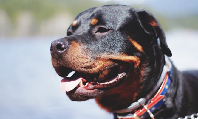 Happy Rottweiler at the lake. 