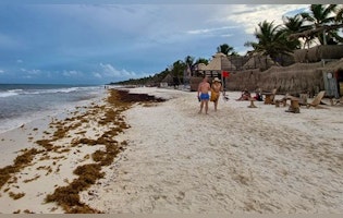 Seaweed in Tulum's Beaches