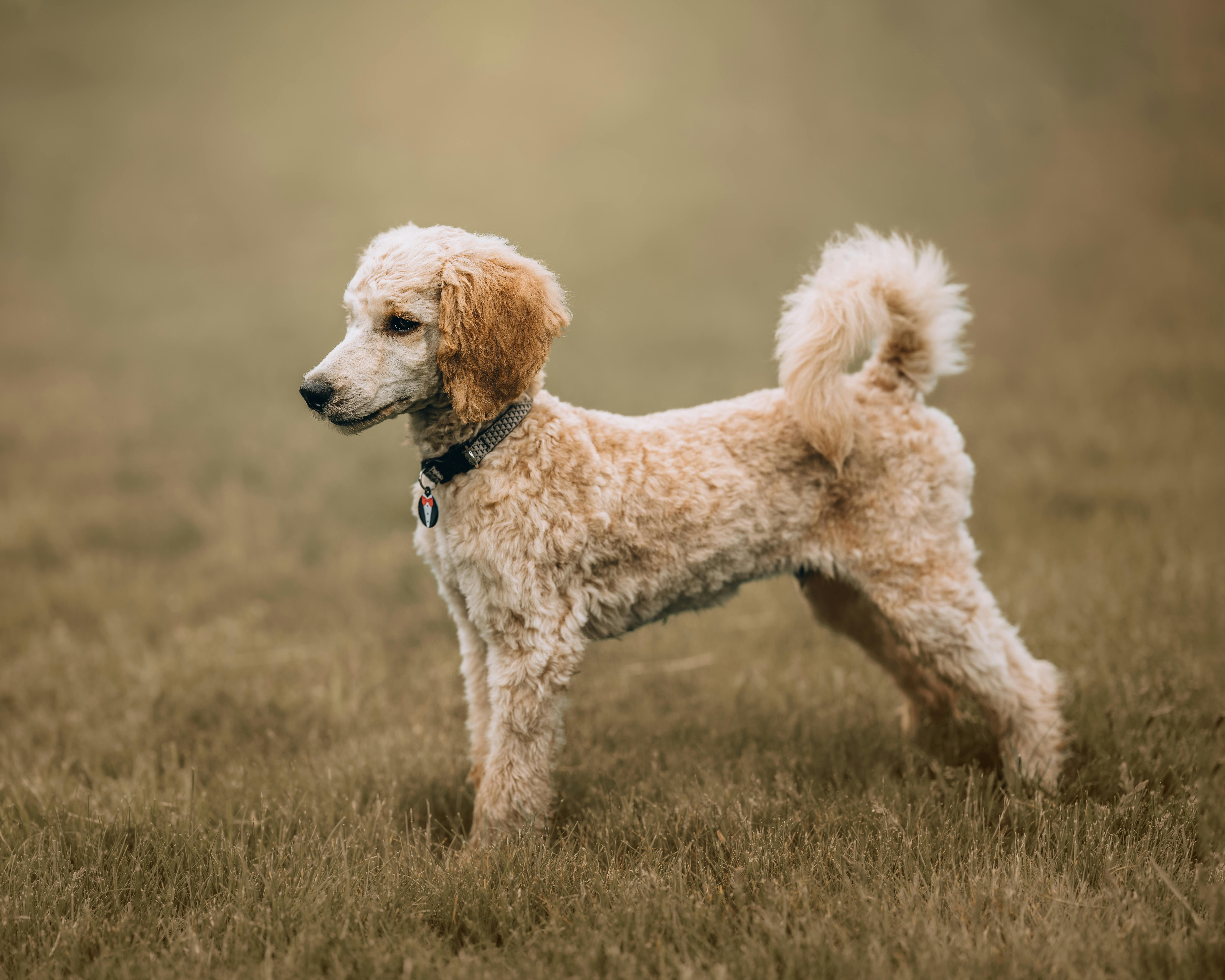 cream toy poodle standing in a field