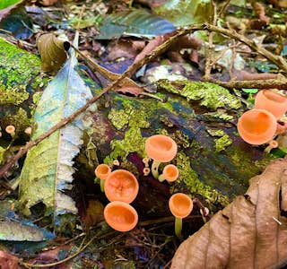 Plants of the Rainforest's gallery image
