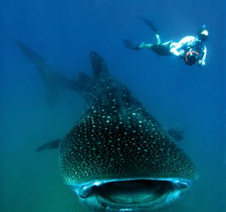 Why Sharks Don't Eat People's gallery image