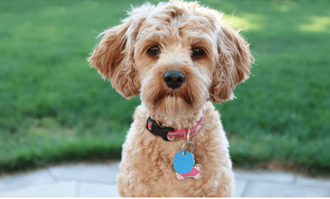 Miniature Poodle playing on the garden. 