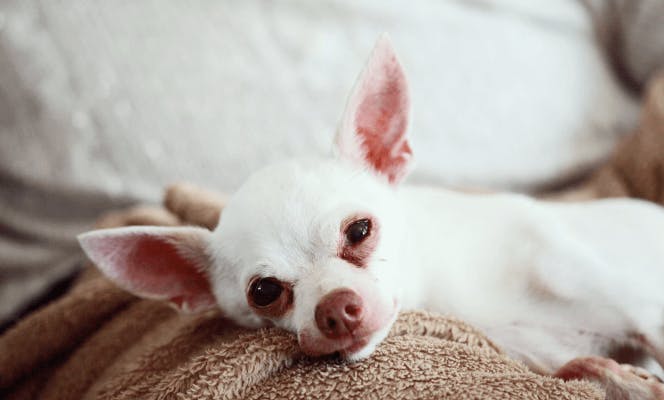 White Chihuahua taking a morning nap. 