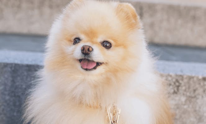 Cute Pomeranian puppy with its tongue out. 
