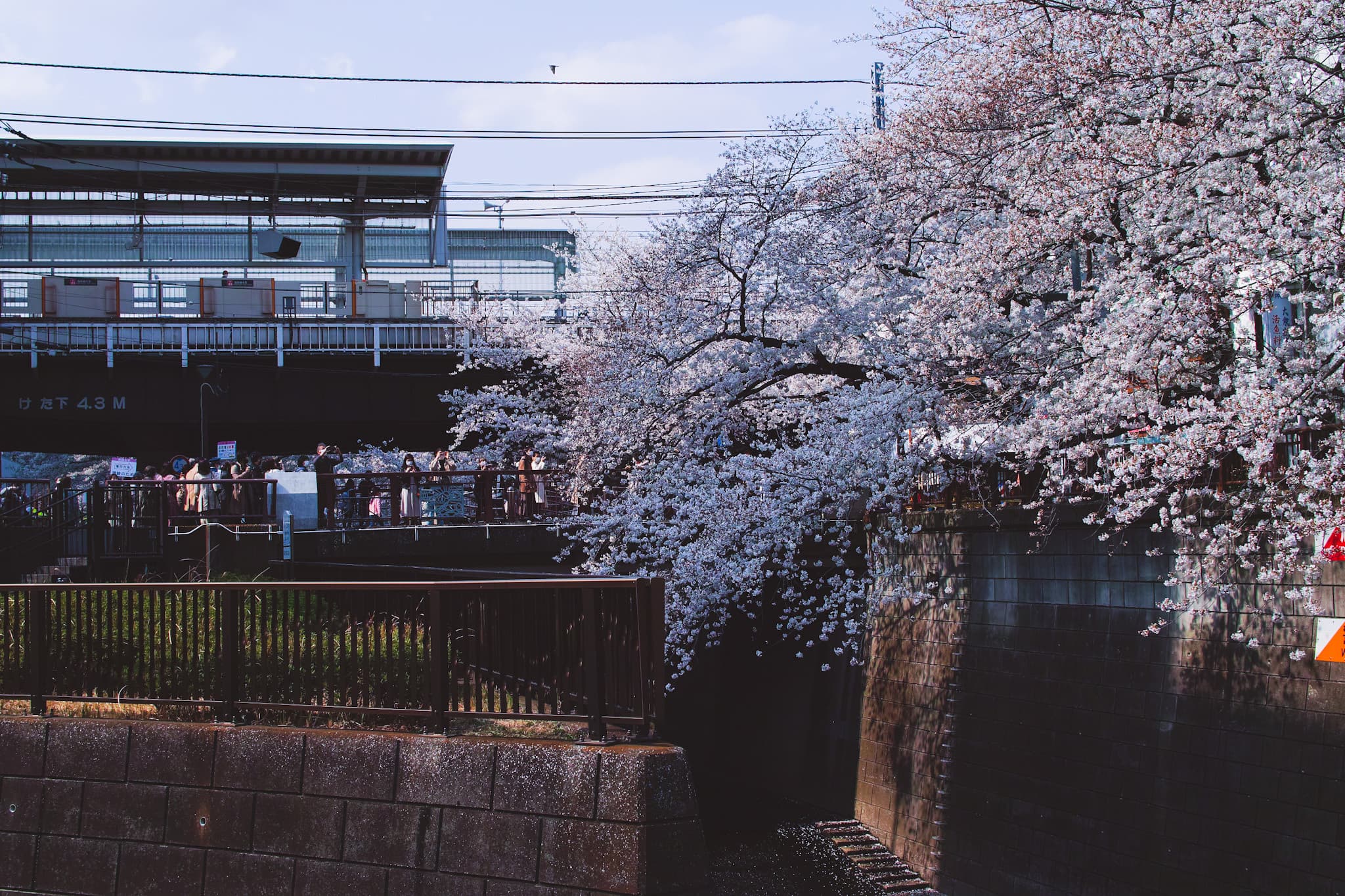 Jazz Revelation Japan: Shinya Fukumori