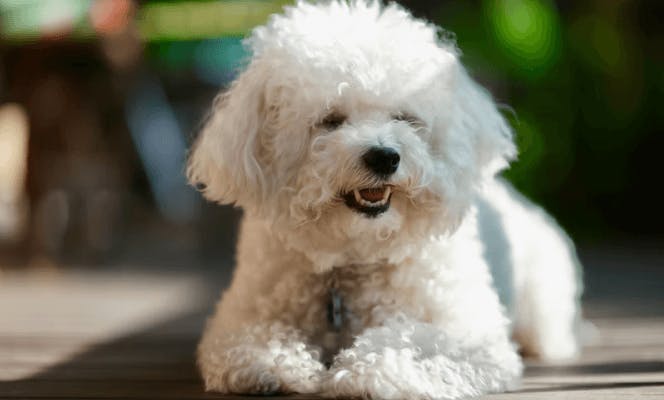 Bichon Frise puppy happy in the patio. 