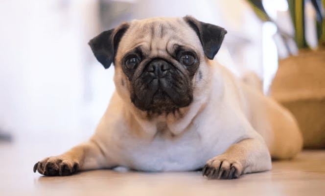 Pug puppy resting on the floor. 