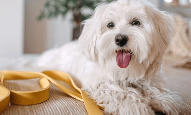 Cute Maltese laying on couch. 