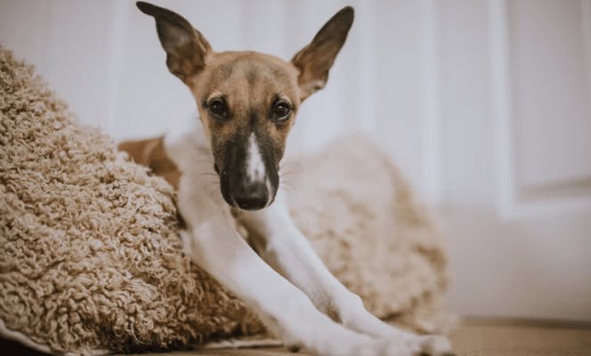 Small Whippet puppy enjoying its bed. 