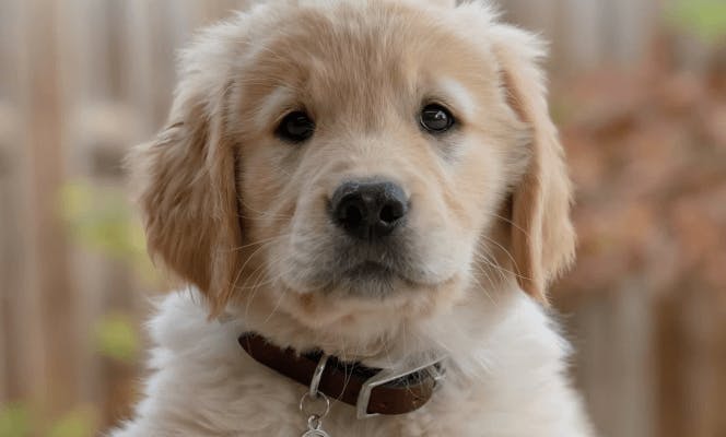 Golden Retriever pup looking into the camera. 
