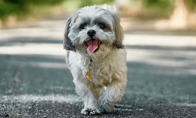 Shih Tzu.png